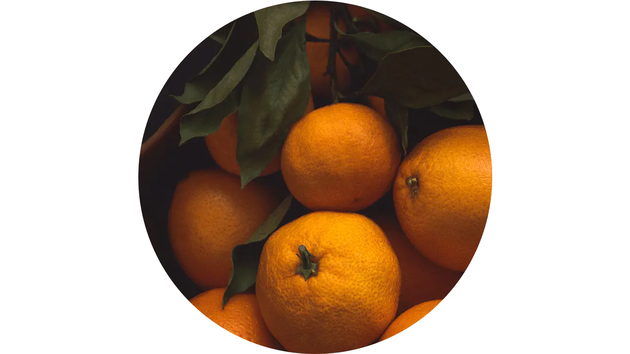 掛在樹上的成熟香橙。