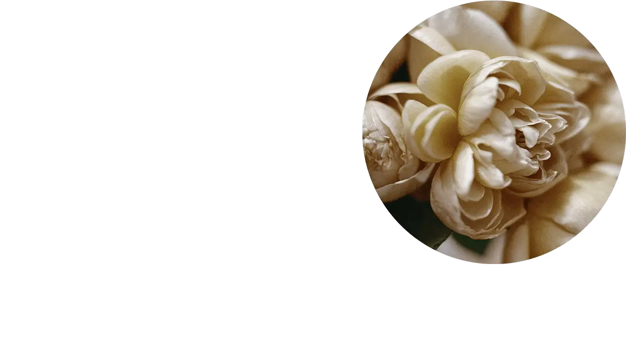 淡粉色花瓣的特寫畫面。