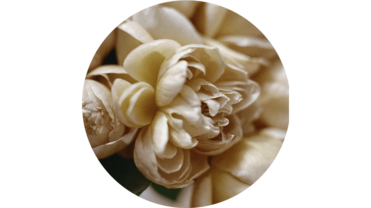 淡粉色花瓣的特寫畫面。