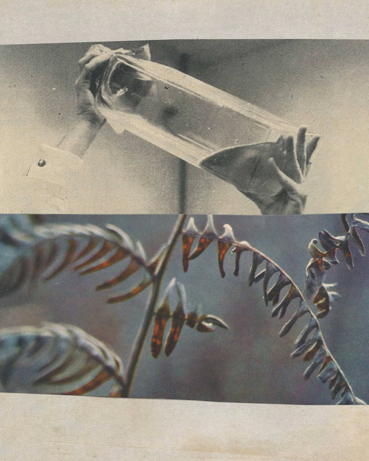 The Aesop Foundation