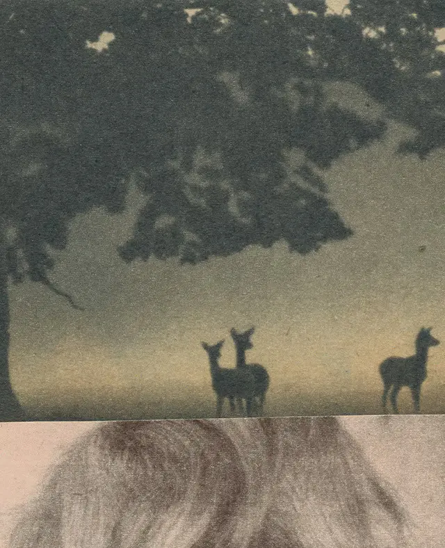 Photograph collage of deer's in a woodland and side profile of a woman's head 