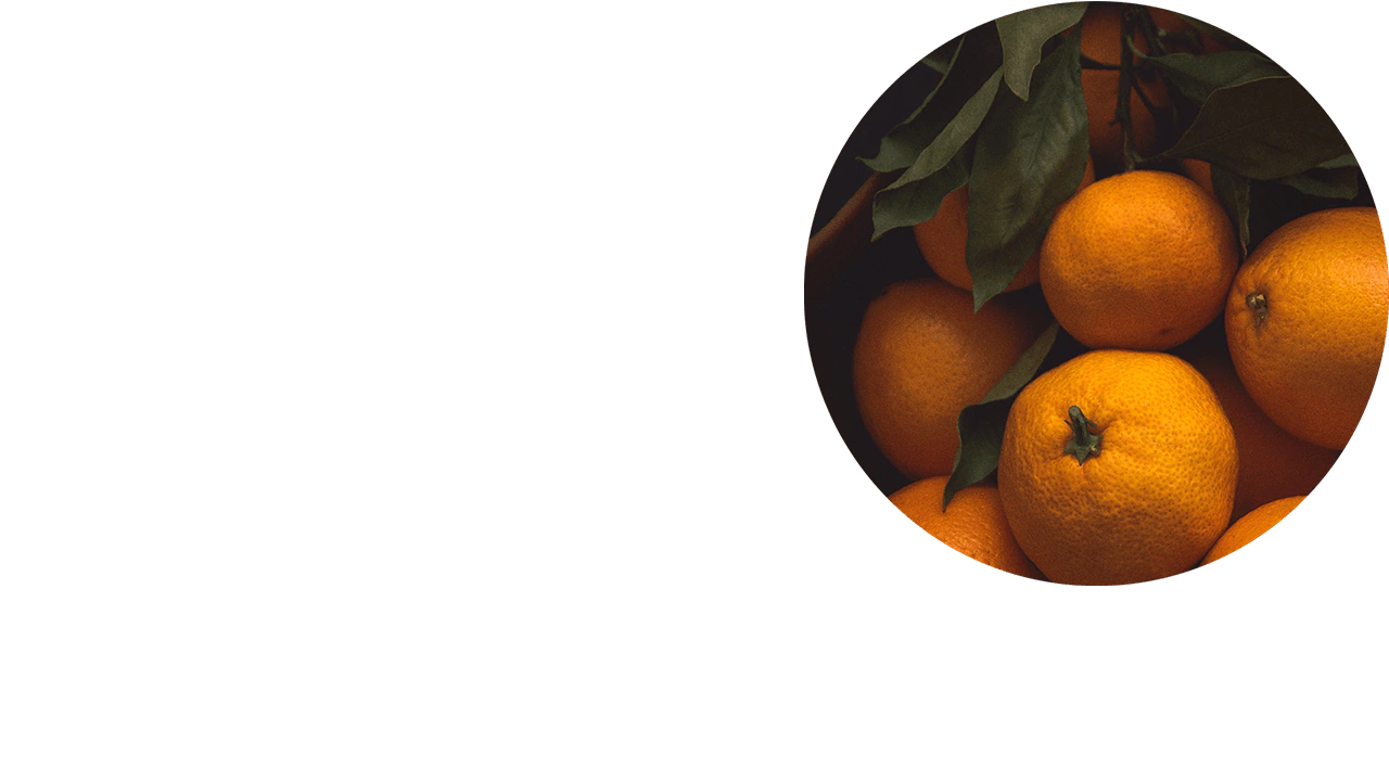 掛在樹上的成熟香橙。