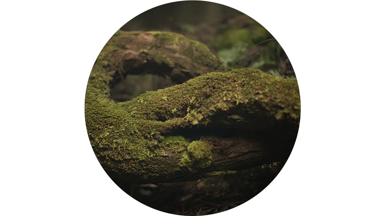 森林的地面長滿了苔蘚植被。