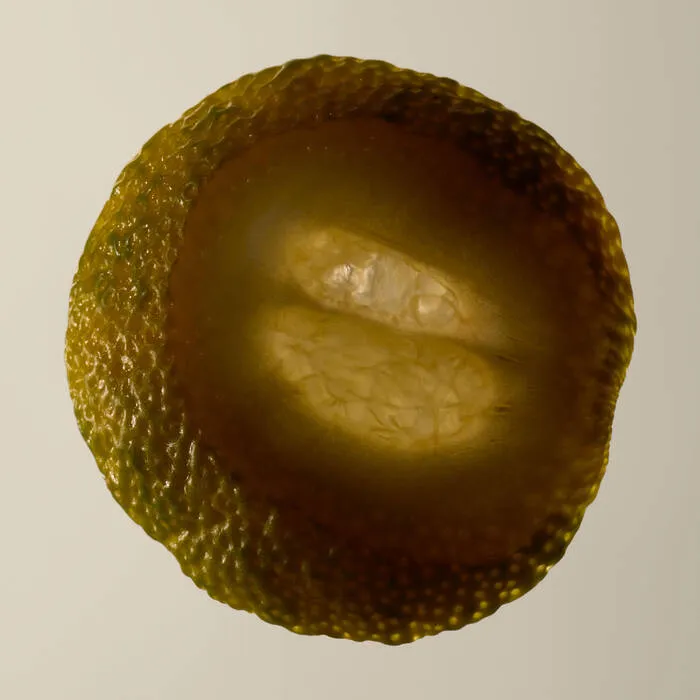 悟香水
