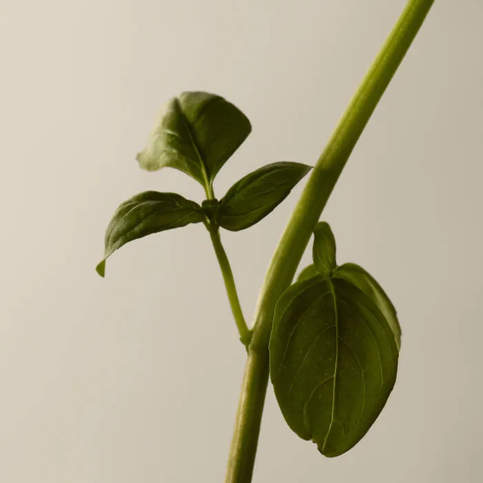 悟香水