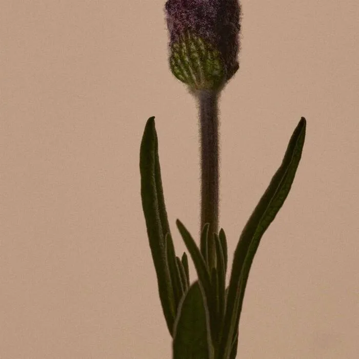 韶光手部修護精華